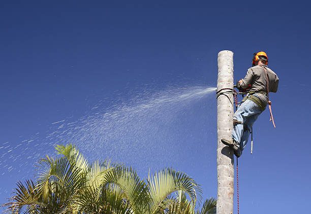 Leaf Removal in Kershaw, SC