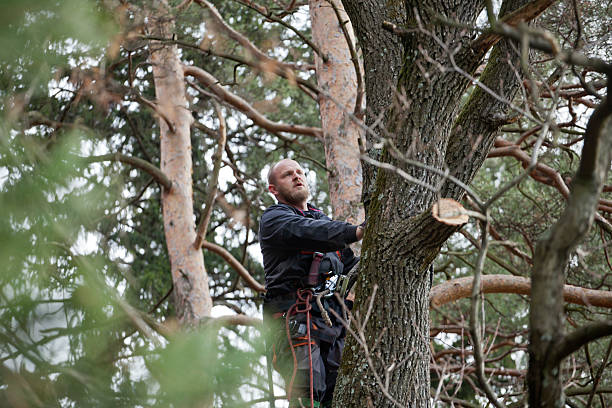 Trusted Kershaw, SC Tree Care Experts
