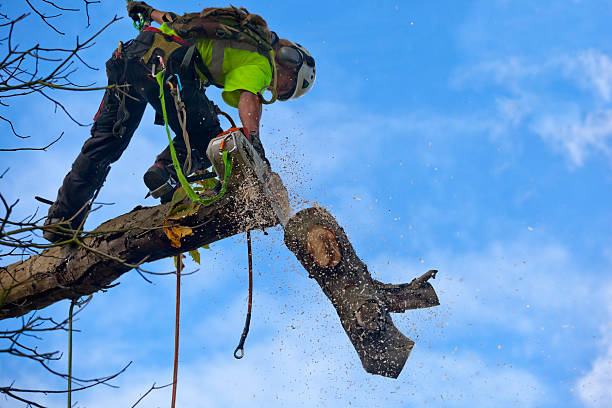 Lawn Watering Services in Kershaw, SC